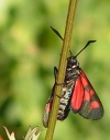 papillon-non-id-2006-10.jpg