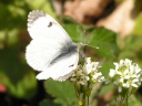 papillon-non-id-2007-3.jpg