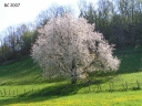 arbre_printemps_2007.jpg